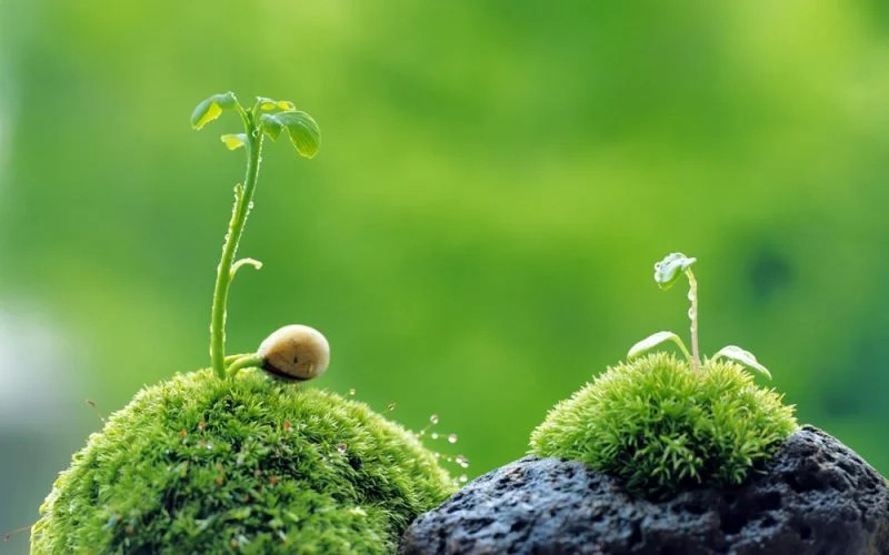 Biểu tượng Phật giáo minh họa ý nghĩa vạn sự tùy duyên là gì trong giáo lý nhà Phật