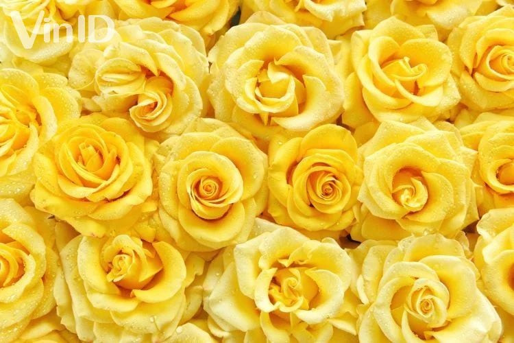 Bông hoa hồng vàng rực rỡ thể hiện tình bạn chân thành và niềm vui tươi