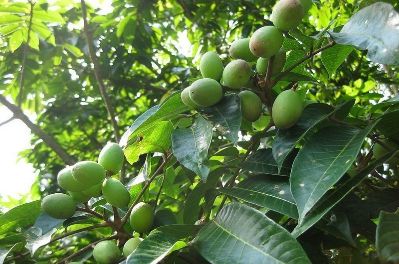Cà na chế biến thành món ăn