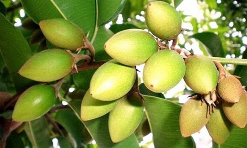 Các bài thuốc từ cà na
