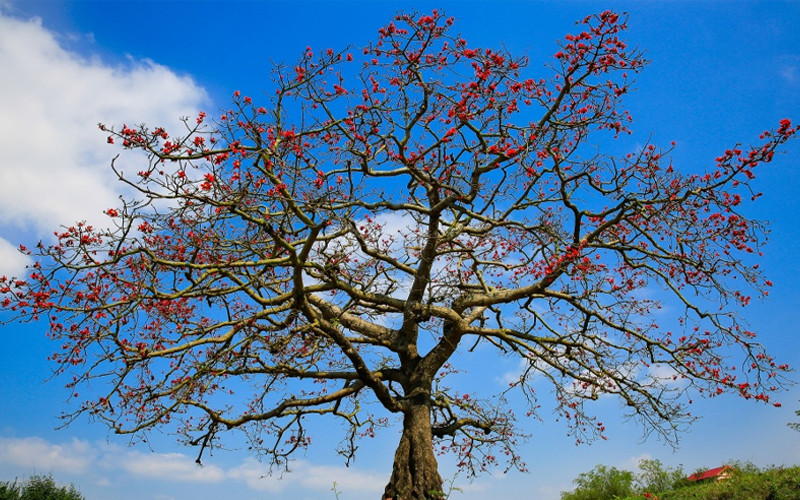 Cận cảnh những bông mộc miên năm cánh đỏ thắm đang bung nở trên cành