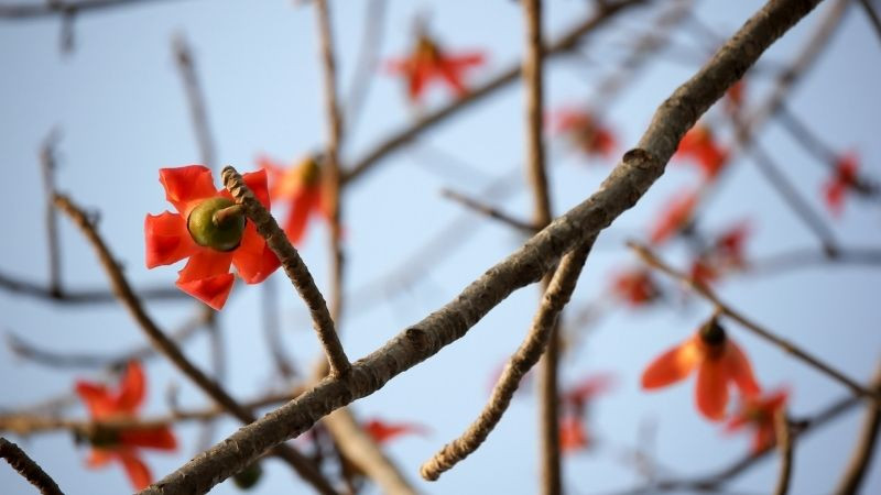 Cánh hoa mộc miên năm cánh đỏ tươi, biểu tượng của vẻ đẹp mùa xuân