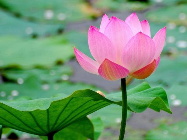 Cánh hoa sen hồng nở rộ giữa hồ sen