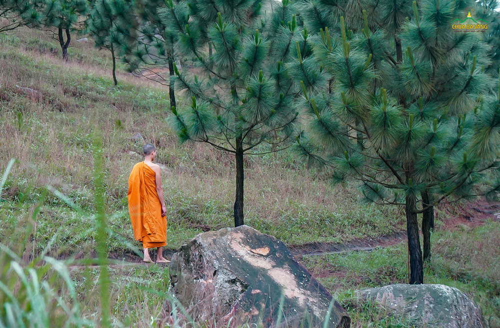 Chư Tăng tĩnh tâm trong rừng sâu, thể hiện tâm xuất gia thoát khỏi phiền não.