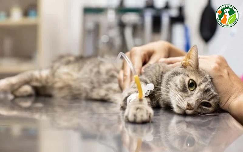 Dấu hiệu mèo bị co giật do ngộ độc bả mèo cần cấp cứu khẩn cấp