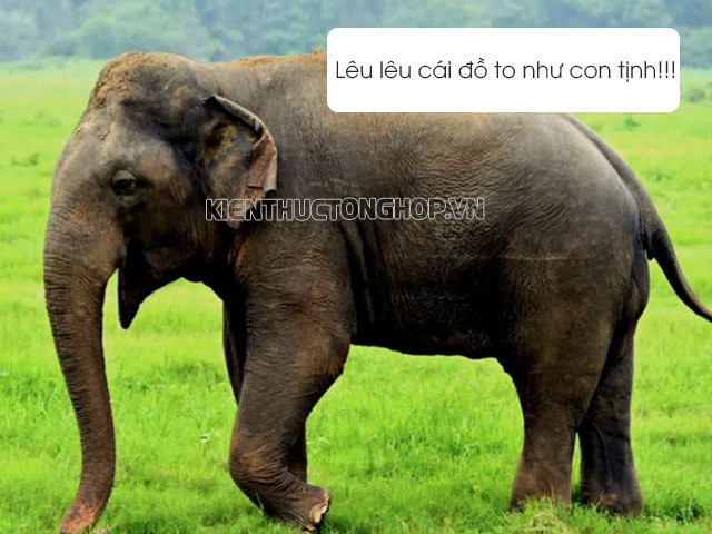 Giải mã ý nghĩa sâu sắc của cụm từ "to như con tịnh" trong giao tiếp