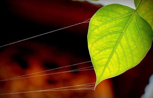 Hình ảnh ẩn dụ về hành trình khám phá và chuyển hóa góc khuất, hướng tới sự tự chủ và thấu hiểu bản thân.