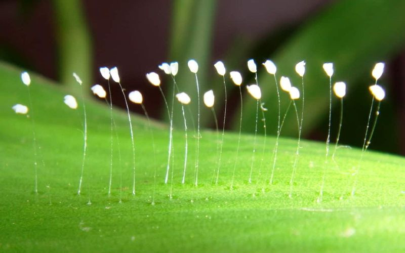 Hình ảnh cận cảnh hoa ưu đàm trắng tinh khiết, nhỏ bé, mọc trên lá cây.