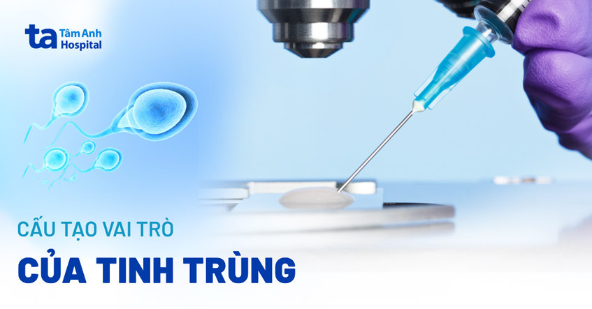Hình ảnh cận cảnh một tinh trùng trưởng thành với cấu trúc rõ nét