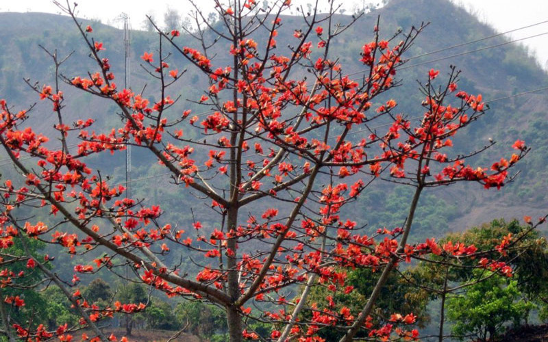 Hình ảnh cây hoa gạo cổ thụ với tán lá xanh tươi, gắn liền với nhiều sự tích mộc miên