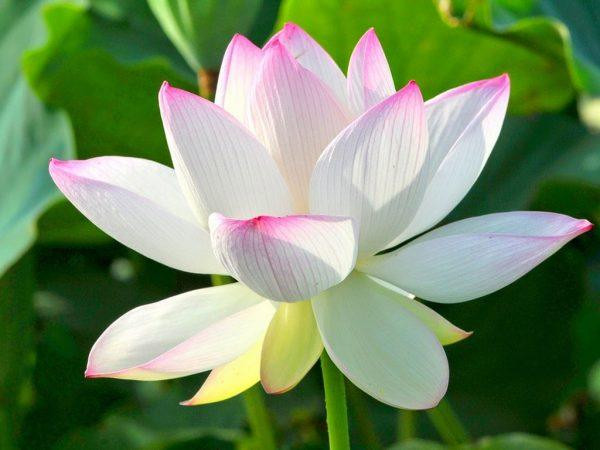 Hoa sen là biểu tượng của sự tinh khiết và hoàn hảo trong Phật giáo