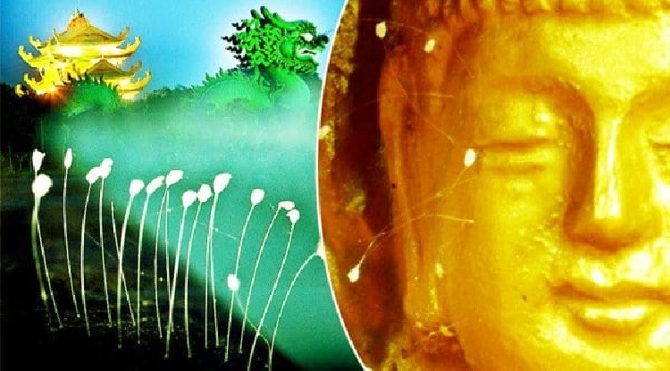 Hoa ưu đàm được coi là loài cây linh thiêng trong các văn bản Phật giáo cổ