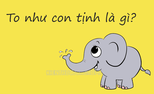 Khám phá ý nghĩa ẩn sau câu nói "to như con tịnh" phổ biến