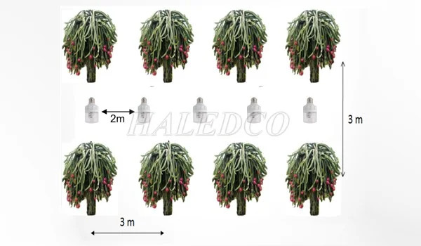 Kỹ thuật bố trí đèn chong đèn chuyên biệt cho thanh long giai đoạn đầu vụ tháng 10-11
