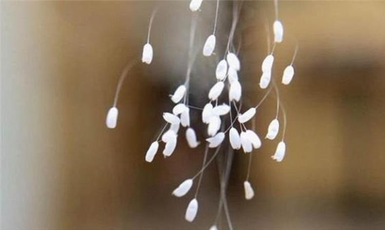 Nấm nhầy hoặc trứng côn trùng có hình dáng tương tự hoa ưu đàm trong góc nhìn khoa học