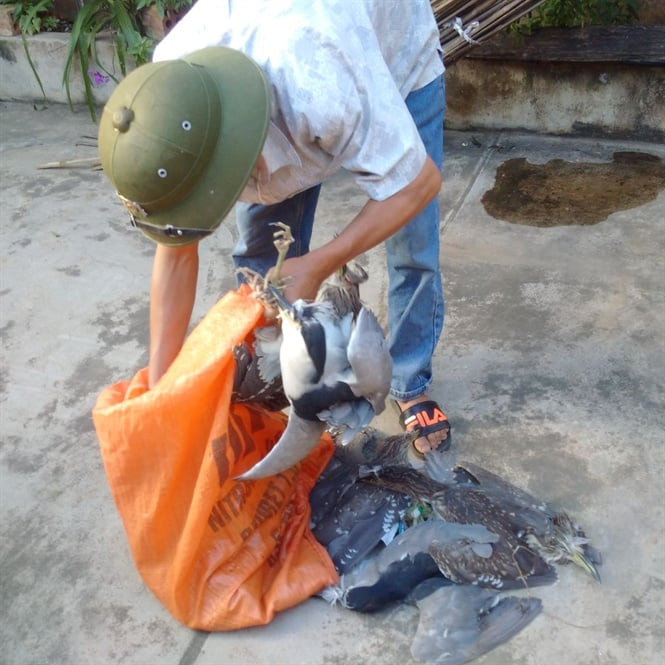 Người đàn ông đang vặt lông vạc sống, gây đau đớn