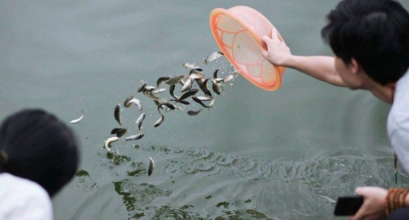 Người dân thả cá xuống sông, minh họa hành động phóng sinh đúng môi trường sống.