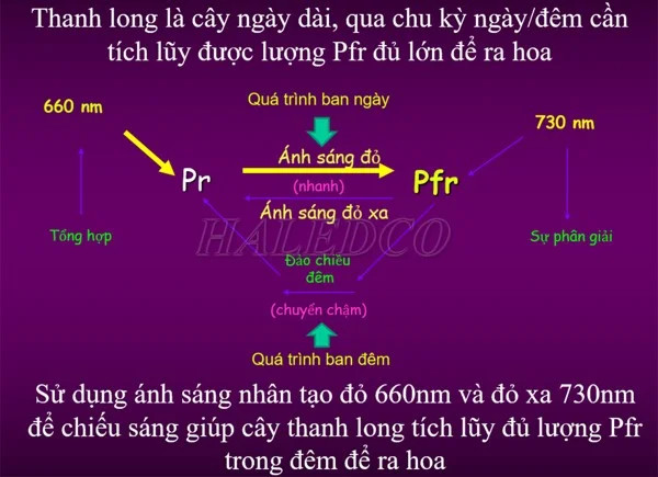 Người nông dân chăm sóc cây thanh long dưới ánh đèn chong đèn, đảm bảo năng suất cây trồng