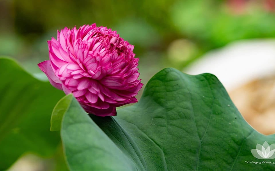 Người thiền định tìm thấy sự hài lòng với những gì mình đang có giữa không gian thanh bình