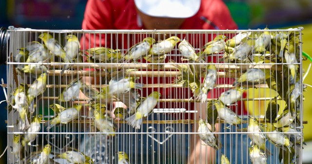 Những lồng chim phóng sinh bị nhốt chặt, bày bán ở phố Hoàng Hoa Thám, Hà Nội.