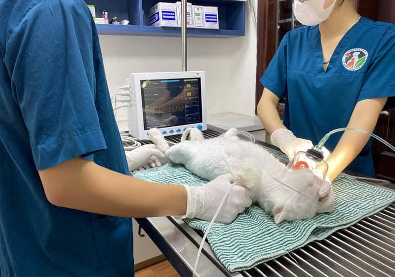 Quy trình cấp cứu khẩn cấp cho mèo bị ngộ độc bả mèo tại phòng khám