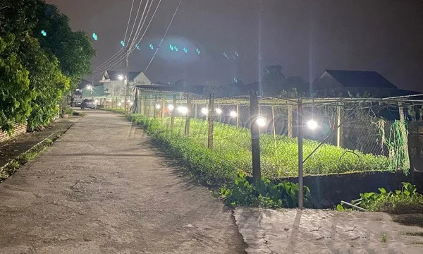 Vườn hoa cúc được chiếu sáng bằng đèn chong đèn để kích thích nở hoa đúng dịp Tết