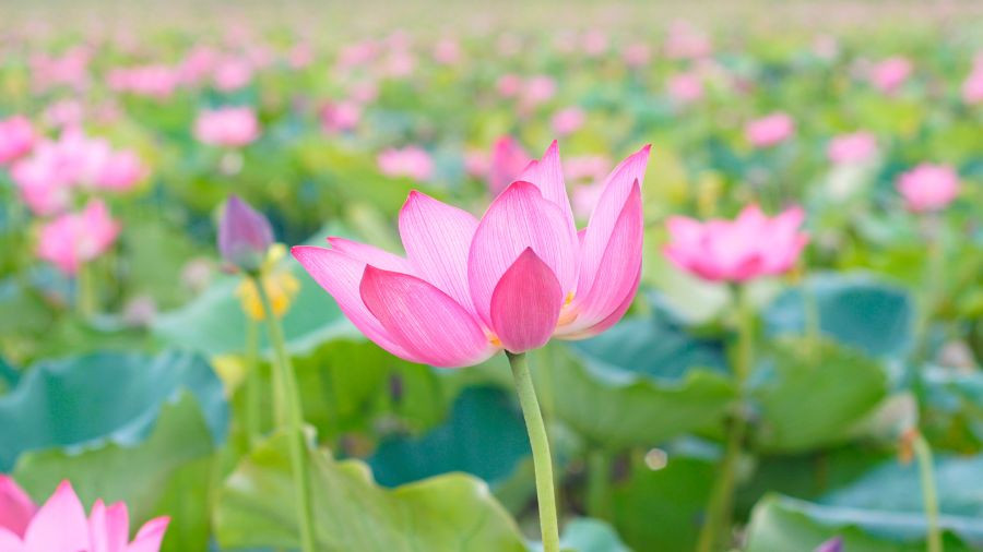 Ý nghĩa đặc biệt của hoa sen khi cắm trên bàn thờ